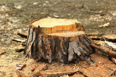 Stump after a freshly cut pine tree, forestry clipart