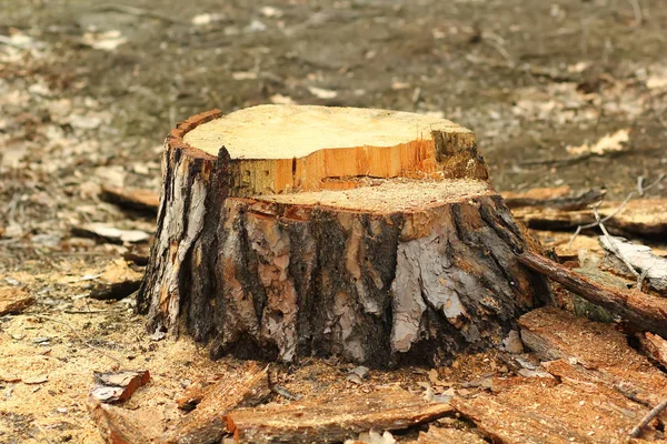 Stomp Een Vers Gesneden Naaldboom Bosbouw — Stockfoto