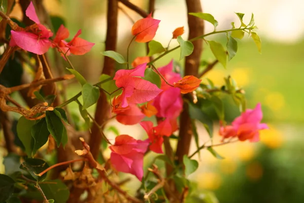 Frühling Hintergrund Mit Einer Pflanze Mit Grünen Und Rosa Blättern — Stockfoto