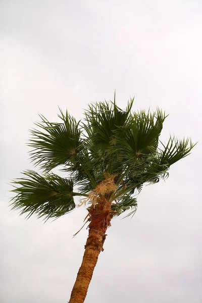 Primer Plano Una Palmera Verde Aislada Contra Cielo Blanco — Foto de Stock