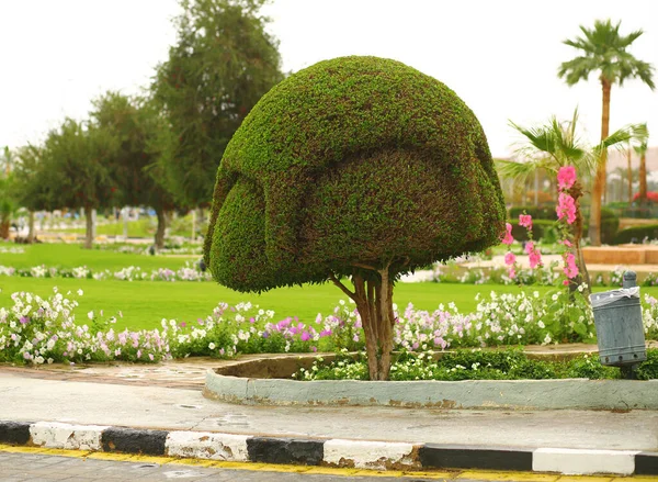 Forma Artistica Creativa Albero Topiario Giardinaggio Progettazione Del Paesaggio — Foto Stock