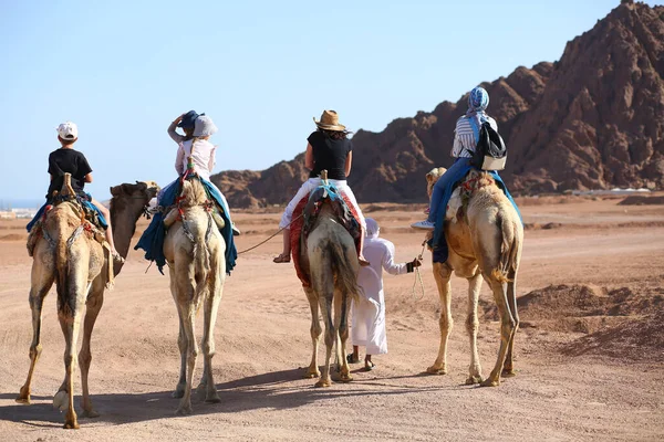 Άνθρωποι Ιππεύουν Καμήλες Στην Έρημο Της Αιγύπτου Πίσω Όψη — Φωτογραφία Αρχείου