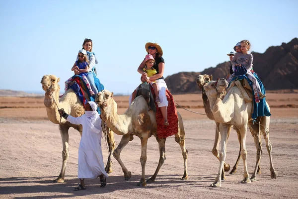 Sharm Sheikh Egypt Března 2020 Turisté Velbloudech Egyptské Poušti — Stock fotografie