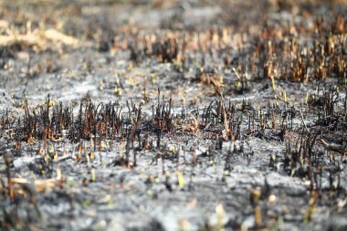 Ormandaki yangından sonra yanmış bitkilerin kapatılması
