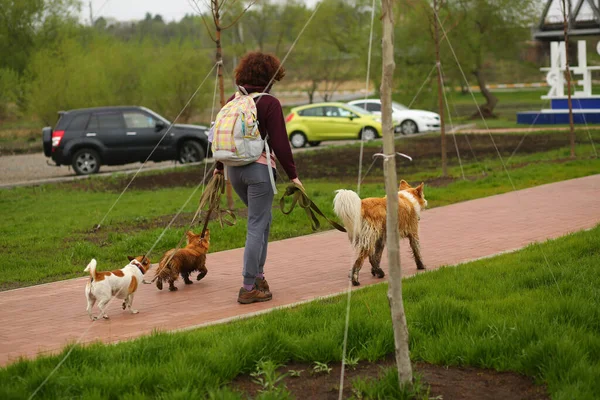 Retrato Una Mujer Paseando Perros Calle — Foto de Stock