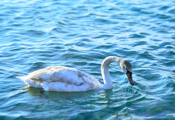 Белый лебедь в море — стоковое фото