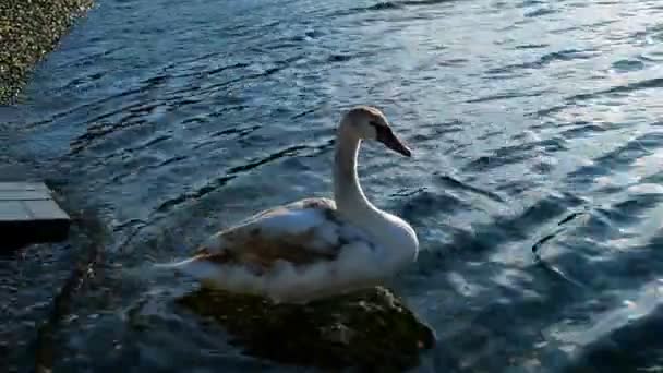 White swan swims near the shore of the sea — Stock Video