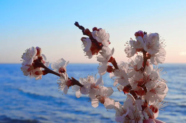 Flori de cireșe împotriva mării — Fotografie, imagine de stoc