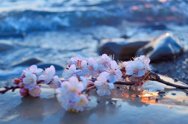 Flores de cerejeira contra o mar — Fotografia de Stock