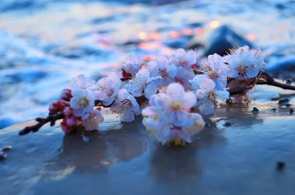 Kirschblüten gegen das Meer — Stockfoto