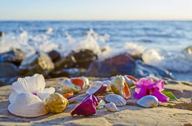 Deniz kabuklarını taş denize yakın
