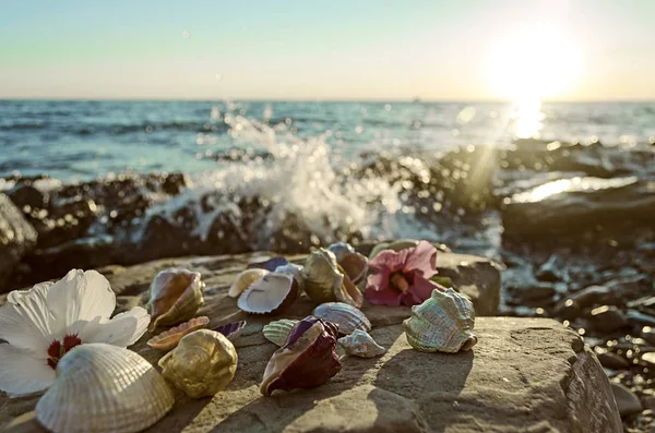 Muscheln auf Steinen in Meeresnähe — Stockfoto