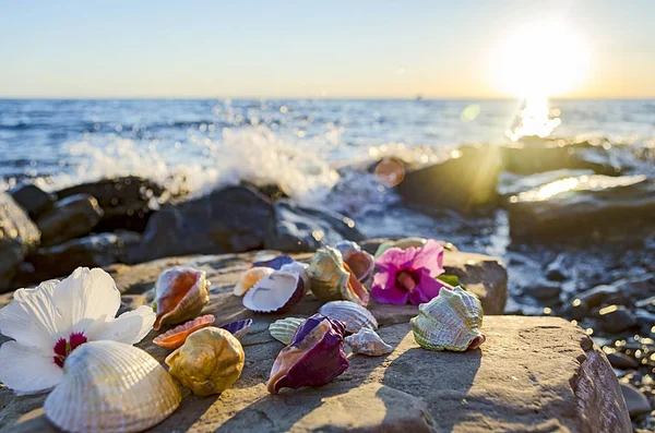 Muscheln auf Steinen in Meeresnähe — Stockfoto