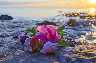 Deniz kabuklarını taş denize yakın