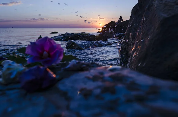 Conchas marinas sobre piedras cerca del mar — Foto de Stock