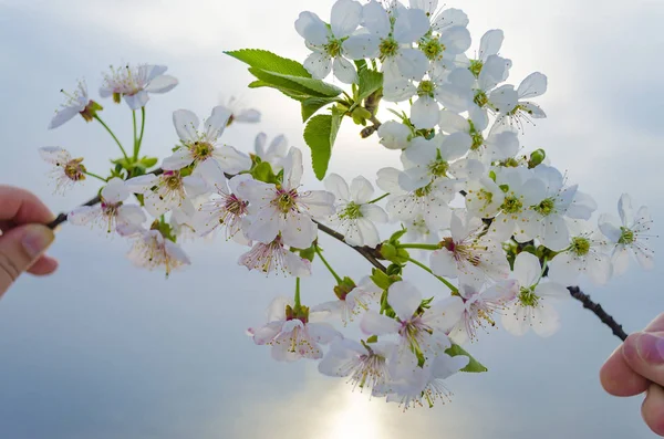 Rami di fiori di ciliegio in mani . — Foto Stock