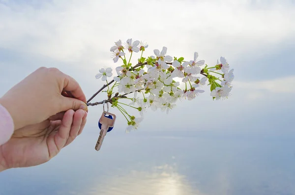 La chiave della nuova casa e il ramo dei fiori di ciliegio in mano . — Foto Stock