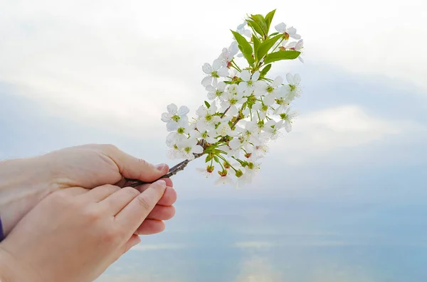 Třešňový květ moře. — Stock fotografie