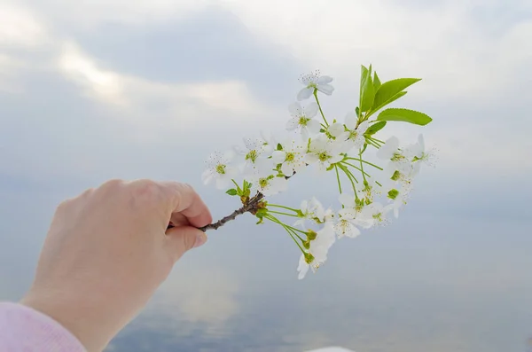 Fiori di ciliegio al mare . — Foto Stock