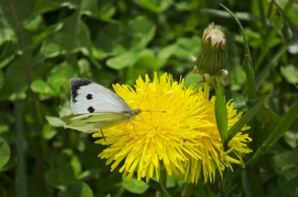 Pissenlits brillants en fleurs, jaunes avec des feuilles vertes et blanc papillon . — Photo