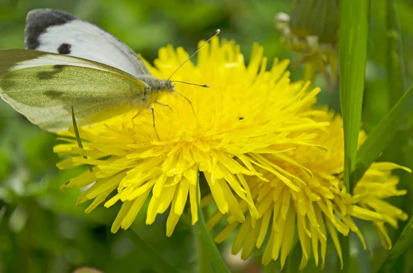 Pissenlits brillants en fleurs, jaunes avec des feuilles vertes et blanc papillon . — Photo