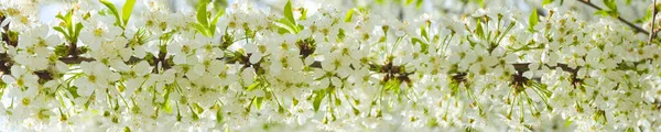 Белые вишни расцветают на весеннем солнце с голубым небом . — стоковое фото