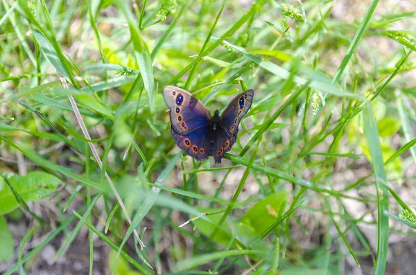 Uma bela borboleta senta-se na grama . — Fotografia de Stock