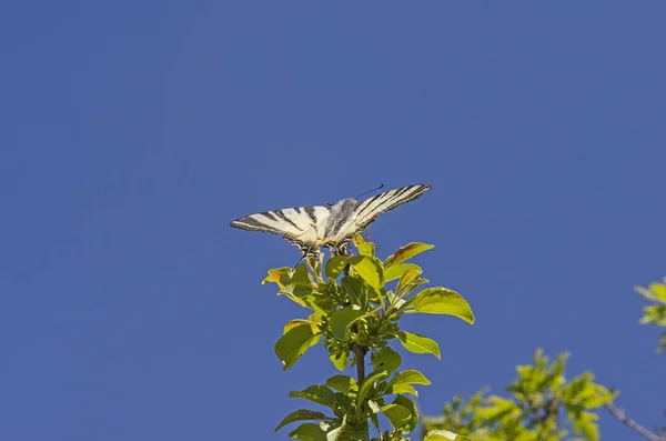 Iphiclides podalirius. Papillon . — Photo