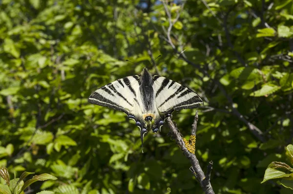 Iphiclides podalirius. Papillon . — Photo