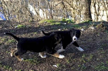 Sığırcıklar baharda bir dala oturup şarkı söylerler. Kırmızı negatif