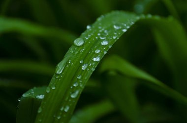 Bahar ormanlarında menekşe çiçekleri açar..