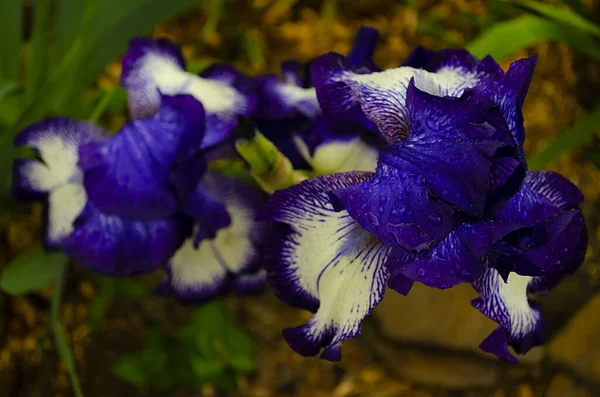 Вайолет Айрис Многолетнее Корневище Семейства Ирис Iridaceae Прекрасный Летний Цветок — стоковое фото