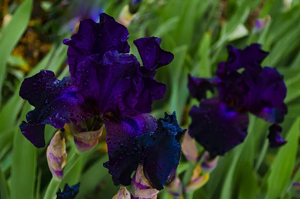 Íris Violeta Planta Rizomatosa Perene Família Iris Iridaceae Linda Flor — Fotografia de Stock