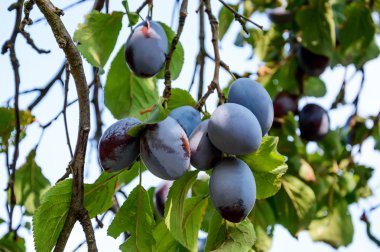 Erik ağacı dalı üzerinde olgunlaşmış meyve ile