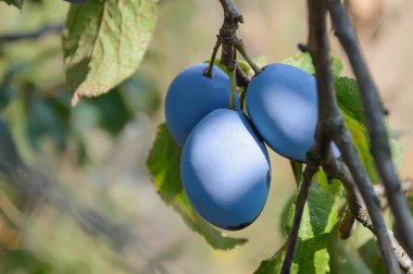 Erik ağacı dalı üzerinde olgunlaşmış meyve ile