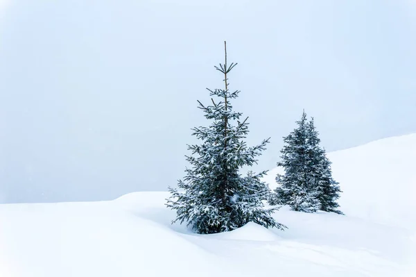 Escena sencilla de invierno con nieve y dos abetos cubiertos de nieve sobre fondo azul pastel —  Fotos de Stock