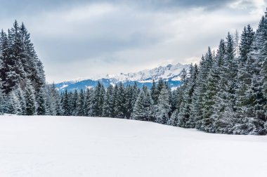 Schmittenhohe, Zell am See, Avusturya Alpleri 'nde karlı ormanlar ve karla kaplı dağlarla kışın manzarası