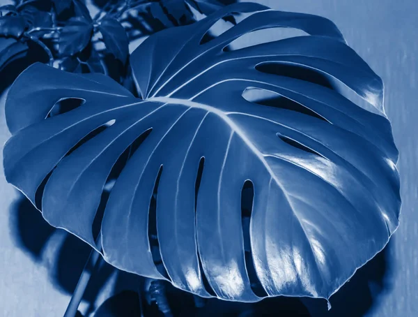 Groot monstera blad getint in trendy klassiek blauw - kleur van het jaar 2020 concept — Stockfoto