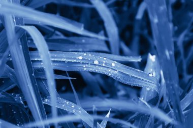 Yeni moda klasik mavi tonlarda çimenlere yağmur damlaları yağar - 2020 yılının rengi konsepti