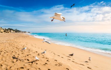 Portekiz, Algarve 'deki Albufeira tatil köyündeki kumlu sahilde uçan martılar..