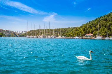 Hırvatistan 'ın Krka Ulusal Parkı' ndaki Skradin iskelesinde kuğu ve yatlar. Güneşli bir günde Krka Nehri üzerindeki Sibenik Köprüsü açık sularıyla.