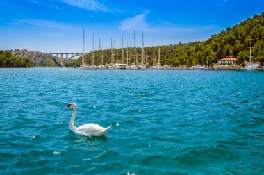 Hırvatistan 'ın Krka Ulusal Parkı' ndaki Skradin iskelesinde kuğu ve yatlar. Güneşli bir günde Krka Nehri üzerindeki Sibenik Köprüsü açık sularıyla.