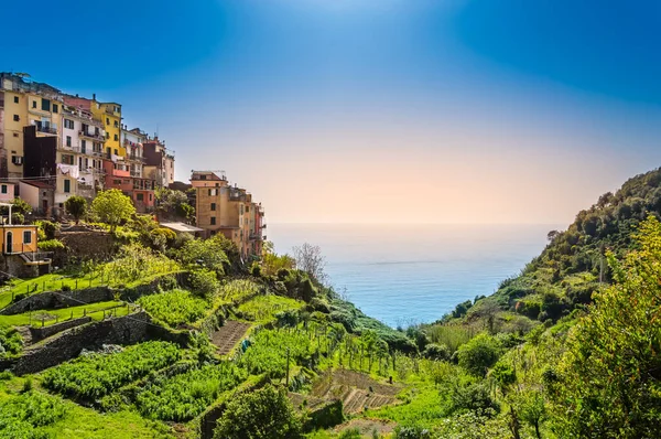 Corniglia, Cinque Terre, Olaszország - gyönyörű falu színes házakkal a sziklafal tetején a tenger felett — Stock Fotó