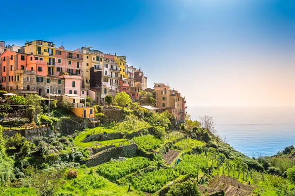 Corniglia, Cinque Terre, Italia - hermoso pueblo con coloridas casas en la cima del acantilado sobre el mar — Foto de Stock