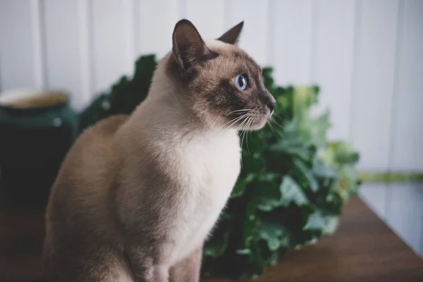 Gatto in cavolo su uno sfondo rustico — Foto Stock