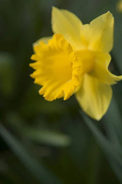 Narcisos en la naturaleza — Foto de Stock