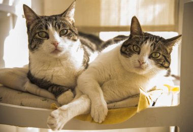 birkaç yerli kedi sandalyede yalan