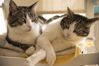 birkaç yerli kedi sandalyede yalan