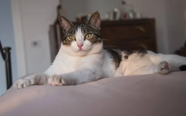 Jovem gato doméstico deitado na cama — Fotografia de Stock