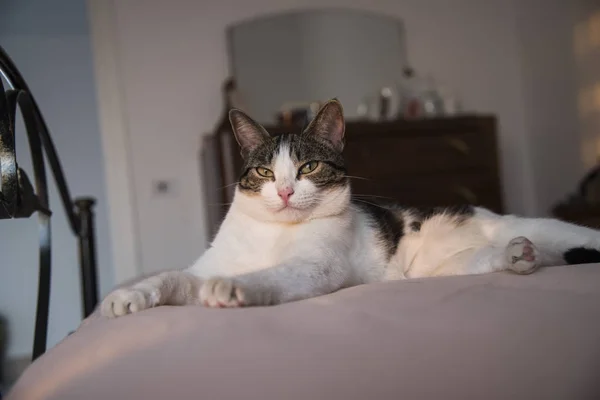 Młody kot domowy, leżąc na łóżku — Zdjęcie stockowe